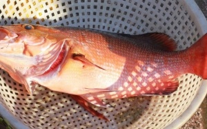 “Mổ xẻ” hàm lượng dinh dưỡng có trong cá hồng