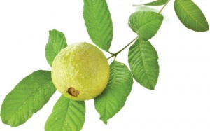 Ngăn rụng tóc nhờ bài thuốc từ ... lá ổi