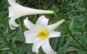 Công dụng chữa bệnh của cây hoa bách hợp