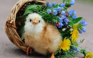 Tử vi 12 cung hoàng đạo thứ năm (10/3/2016)