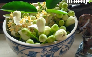 Hoa bưởi: Vừa ăn vừa chơi lại dùng chữa bệnh