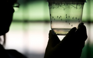 Ít nhất 3 năm nữa mới có vaccine ngừa virus Zika 