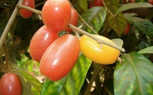 Những điều cần tránh khi ăn quả nhót bạn nên biết