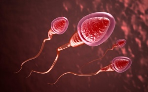 Tinh trùng yếu ăn gì để khỏe mạnh?