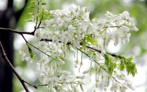 Phố phường Hà Thành lãng mạn sắc trắng hoa sưa