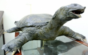 Bảo quản rùa hồ Gươm bằng công nghệ hiện đại nhất thế giới