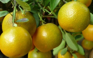 Ăn quất giảm nguy cơ đái tháo đường