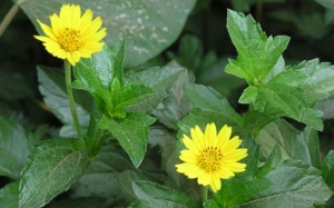 Trị mụn nhọt, rôm sảy đơn giản từ cây sài đất