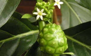 Trái nhàu: 'Khắc tinh' của mề đay, mẩn ngứa