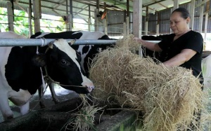 Nông dân nuôi bò cũng cần phải hội nhập TPP