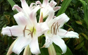 Nguy hiểm khi nhầm lẫn Trinh nữ hoàng cung với cây Lan huệ