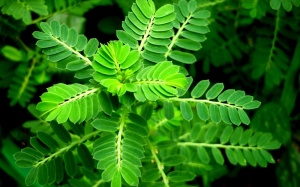 Tác dụng chữa viêm gan không ngờ của cây mọc hoang Diệp hạ châu