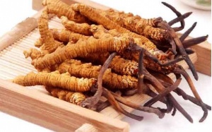 Đông trùng hạ thảo - sự cân bằng tuyệt vời của âm và dương