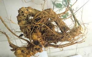 Củ tam thất cổ 20 triệu/kg hiếm có ở Hà Nội