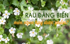 Rau đắng biển: Thực phẩm bổ não cường thân