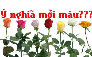 Bí mật ẩn chứa trong mỗi sắc màu hoa hồng