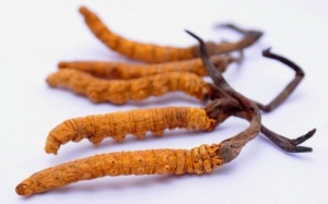 Khả năng điều chỉnh miễn dịch hai chiều của Đông trùng hạ thảo