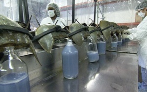 Góc khuất đằng sau công nghệ điều chế vaccine