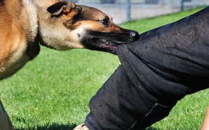 Mùa nóng, mùa của bệnh dại – đừng chủ quan