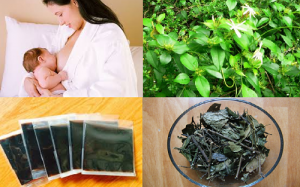 Uống chè vằng sau sinh không lợi sữa như các mẹ vẫn nghĩ