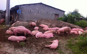 Lợn chết, thải loại tràn ngược về nội địa