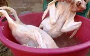 Nhựa thông nhổ lông gà, vịt “siêu nhanh” có độc hại?