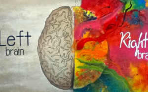Bạn thiên về bán cầu não trái hay phải?