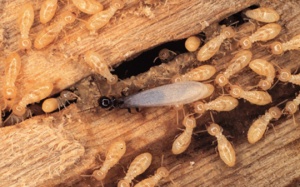 7 cách diệt mối mọt trong nhà an toàn