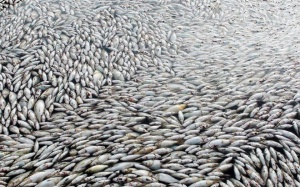 Những vụ cá chết hàng loạt ở Việt Nam gây chấn động dư luận!