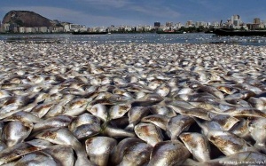 Ám ảnh với thảm cảnh động vật chết hàng loạt trên khắp hành tinh