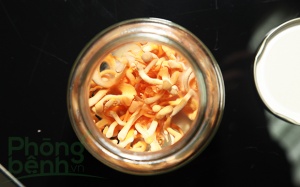 Đã có Đông Trùng Hạ Thảo tươi, sao phải dùng hàng đông khô, bảo quản?