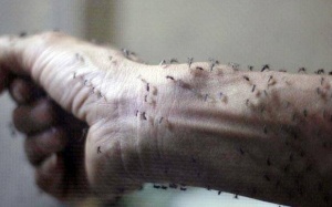 3 lý do khiến bạn trở thành 'nam châm' hút muỗi