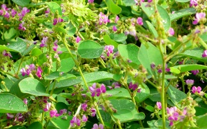 Kim tiền thảo: Thảo dược quý đẩy lùi sỏi thận