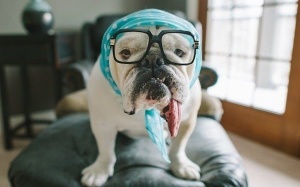 Tại sao nên có một chú chó trong nhà?