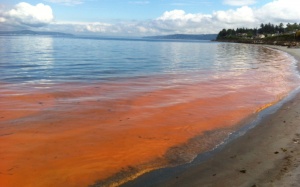Có nên đi bơi và ăn cá ở vùng có thủy triều đỏ?