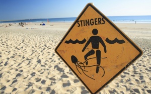 Làm gì khi trẻ bị sứa biển cắn?