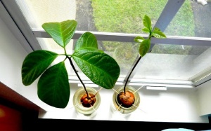 Chậu cây cảnh siêu dễ thương từ hạt quả bơ