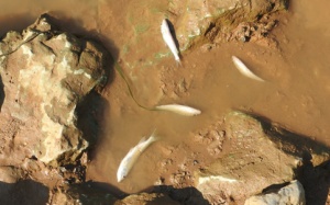 Cá chết hàng loạt ở thượng nguồn sông Bưởi Thanh Hóa