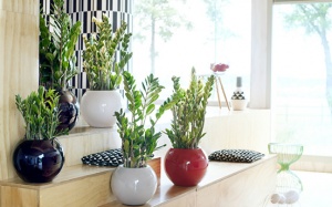 Đừng hại con vì bố mẹ ham trưng cây kim tiền trong nhà