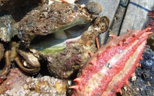 Vụ cá biển chết ở miền Trung: “Mất 60 - 70 năm chưa chắc đã phục hồi”