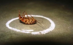 9 cách diệt gián tự nhiên, hiệu quả ai cũng nên biết