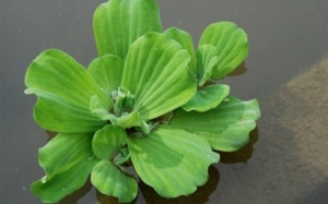 Làm đẹp, chữa bệnh bằng thực phẩm cho heo