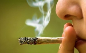 5 lý do để bạn nói không với cần sa dù chỉ 1 lần