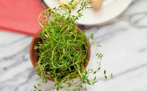 Câu chuyện tuyệt vời về cỏ xạ hương