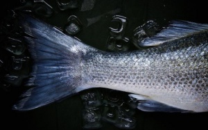 Ăn cá ô nhiễm, cơ thể mất khả năng đào thải độc tố