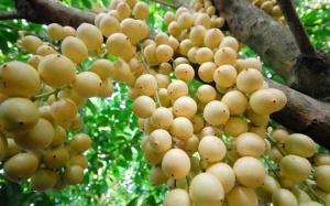 Lợi ích sức khoẻ của quả bòn bon