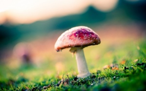 Tử vi 12 cung hoàng đạo thứ ba (31/5/2016)