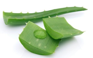 Sai lầm khi sử dụng lô hội làm đẹp không đúng cách