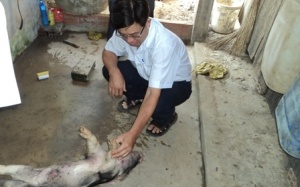 Bác thông tin lợn chết do uống phải nước nhiễm mặn