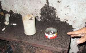 Dân Bình Phước khốn khổ vì bọ đen tấn công